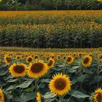 A vibrant field of sunflowers beautifully adorned with trees in the background photo