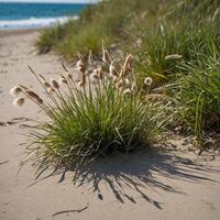 A small, resilient plant is growing out of the sand on a beach photo