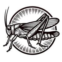 Detailed engraved drawing of a grasshopper insect with wings and antennae in vintage illustration vector