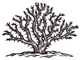 Intricate black and white of a leafless tree with detailed branches vector