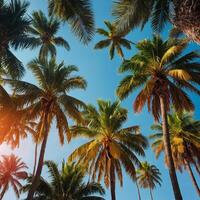 Gazing upwards at tall palm trees set against a clear blue sky photo