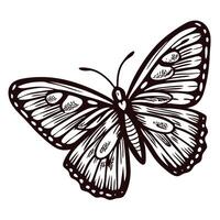 Hand drawn butterfly illustration with detailed wings and intricate patterns in vintage engraved vector