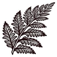 Hand drawn fern leaf illustration with intricate ink linework on white background vector