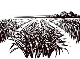 Hand drawn sugarcane field landscape with furrowed rows and distant trees in vintage engraved vector