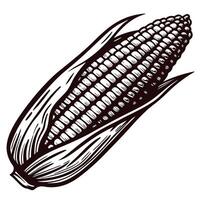 Hand drawn vintage illustration of open corn cob with husk isolated on white background vector