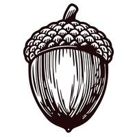hand drawn acorn nut illustration in vintage engraving isolated on white background vector