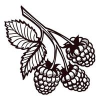 Intricate black and white of ripe raspberries with leaves on a branch vector