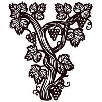Vintage engraved illustration of grapevine with leaves and grape clusters in retro botanical vector