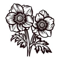 Detailed vintage anemone flower illustration with leaves in black and white isolated on white background vector