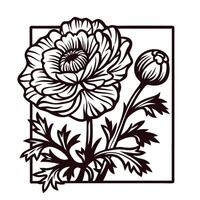 Intricate line art of blooming ranunculus flower with detailed leaves and bud in stylized botanical frame vector