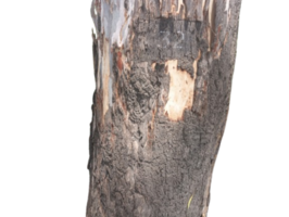 A tree trunk with a hole in it png