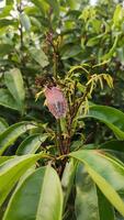 Leafhopper resting on a plant branch. photo
