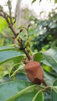 Stink bug perched on a leafy branch in natural setting photo