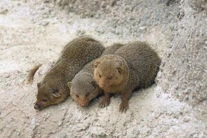 Three dwarf mongooses, view from above photo