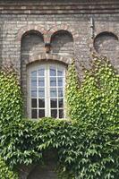 Window covered with ivy photo