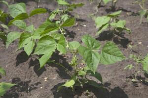 Sprouts of kidney beans, high angle view photo