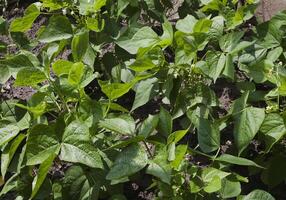 Sprouts of kidney beans in a vegetable garden photo