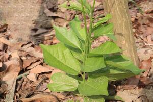 aganonerion flower plant on jungle photo
