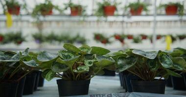 Pots with young plants in even rows are displayed on the table photo