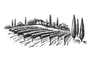 Wine plantation with hills and trees, hand drawn illustration vector