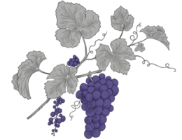 purple grapes bunch sketch illustration png