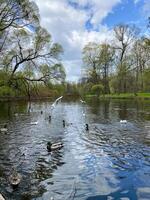 Ducks Swimming and Flying in a Serene Pond Surrounded by Lush Trees and a Cloudy Sky in Springtime photo