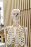 Anatomical Skeleton Model in Classroom Setting photo