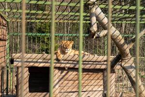 Lioness Resting in a Shaded Area at the Zoo During a Sunny Afternoon in Spring photo