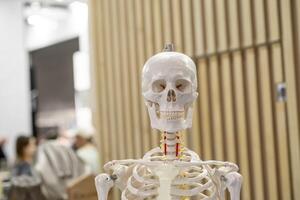 Human Skeleton Model Displayed in Educational Setting photo