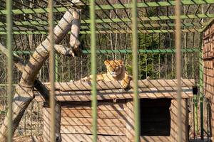 Lioness Relaxing on a Sunlit Platform at the Zoo During a Sunny Afternoon photo