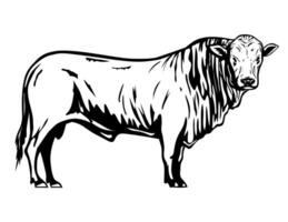 Romagnola Bull Side View Retro Mascot vector
