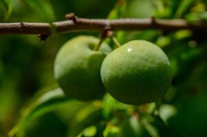 Unripe Green Plums on Tree Branch in Cypriot Garden photo