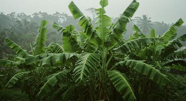 Lush Banana Trees in a Tropical Setting with Green Leaves and Forest Backdrop photo