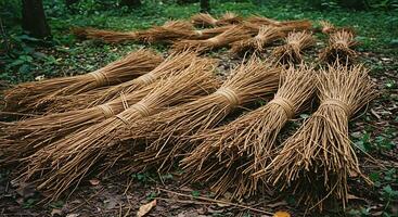 Bundles of Natural Materials on Forest Floor with Gathered Branches and Twigs photo