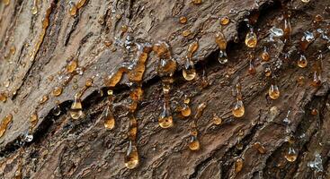 Tree Bark with Dripping Resin Showing Natural Texture and Organic Patterns photo