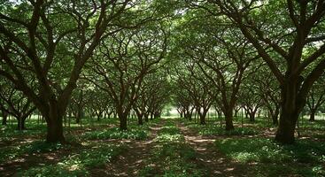 Lush Green Trees Forming a Natural Tunnel with Sunlight Through the Canopy photo