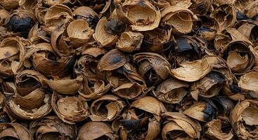 Pile of Empty Shells Closeup Photography Showing Texture and Brown Tones photo