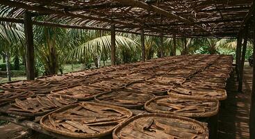 Cinnamon Drying Process on Trays Under a Thatched Roof with Palm Trees in Background photo