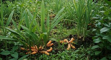 Freshly Harvested Turmeric with Green Leaves Growing in a Garden Environment photo