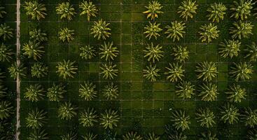 Aerial View of Palm Trees in a Plantation with Green Grid Pattern photo