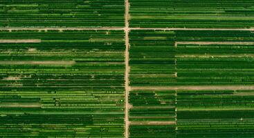 Aerial View of Green Fields with Rows and Lines of Crops for Agriculture photo