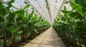 Banana Plants Growing Inside a Greenhouse with Rows of Green Leaves and Sunlight photo