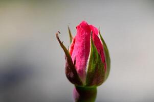 Red Rosebud with Dew in Natural Light photo