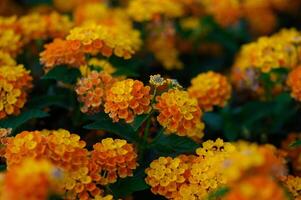 Bright yellow flowers in soft focus, creating a warm and vibrant natural background for use in design or decoration. photo