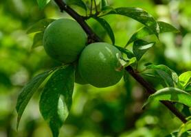 Cluster of young green plums growing on a tree in a sunny garden in Cyprus. photo