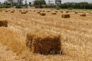 Golden rectangular hay bales neatly arranged on a dry field in Cyprus under a bright summer sky. photo