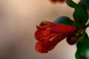 Blooming Red Pomegranate Flowers in Cypriot Orchard photo