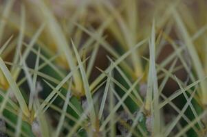 Macro Shot of Cactus Thorns on Green Surface photo