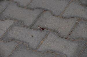 Dragonfly Resting on Pavement Tile in Cyprus photo
