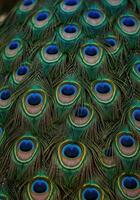 Intricate details of a peacock's mesmerizing feathers are captured up close. photo